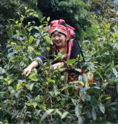 勐海布有茗茶业有限公司董事长王啊排